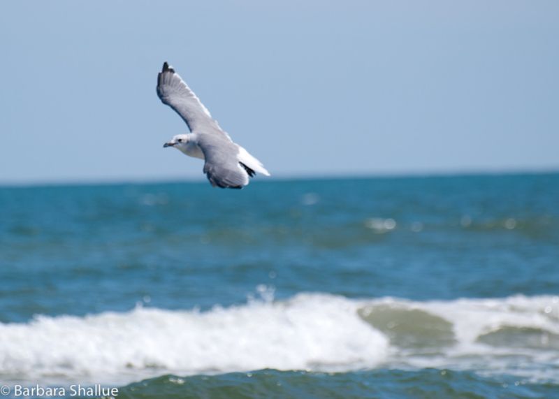 6a00e552a02fb48833017744aaff70970d-800wi