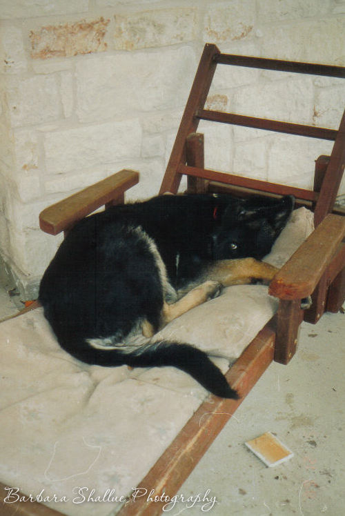 Max puppy lounging 1 04