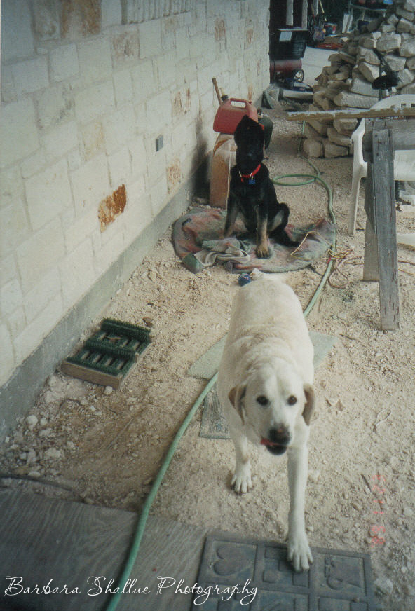 Charly and Max puppy 1 04