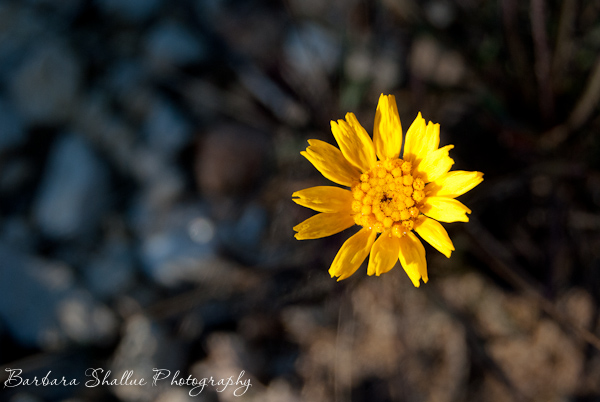 Resize wm Jan 15-0006