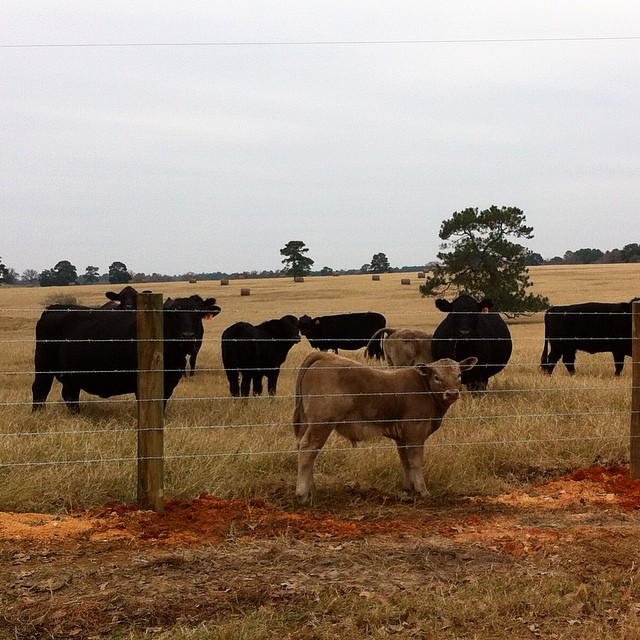 10882121_10204522679340112_5991970956957937950_n