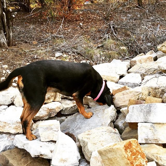 10897899_10204614335671463_8819124659151176853_n