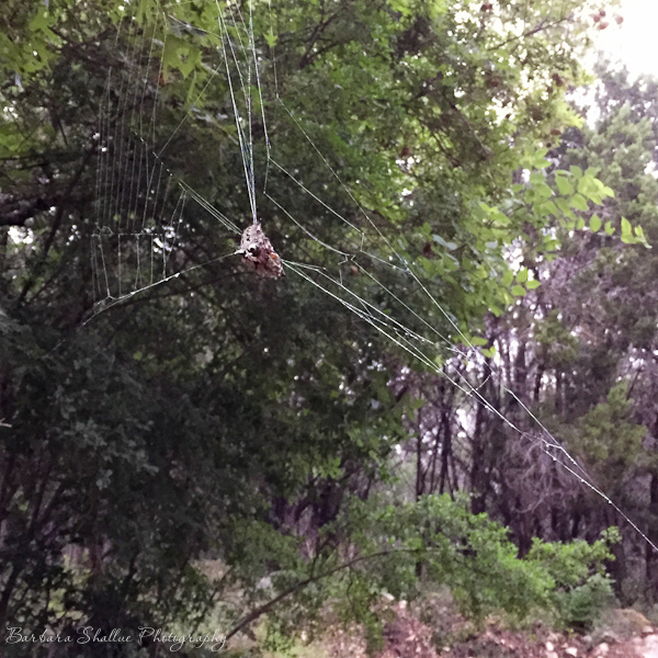 Orb weaver may 2015-1179