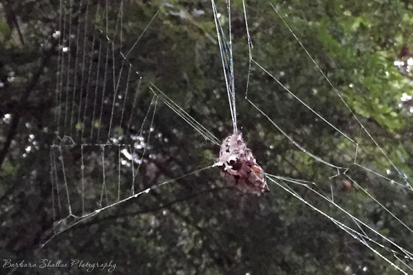 Orb weaver may 2015 close up-1179