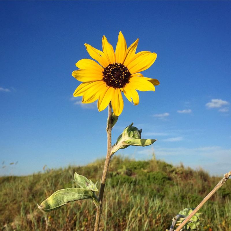 11224026_10206435075548822_8446648196984952303_o