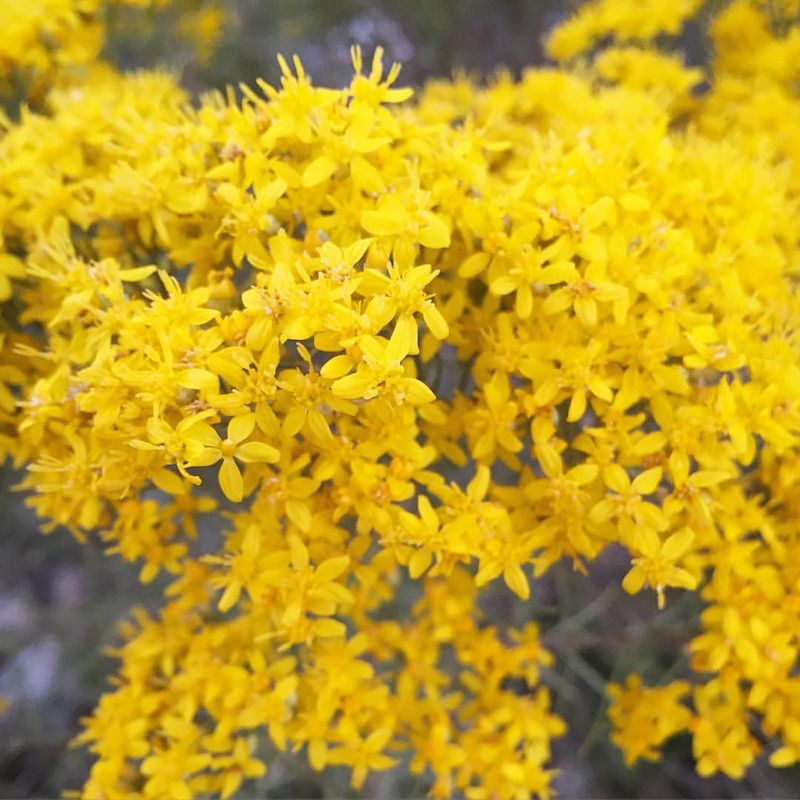 12194535_10206539843207948_9177360899112456435_o