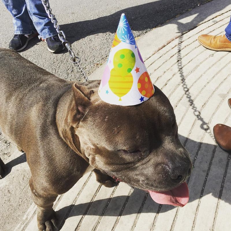 Pit bull party
