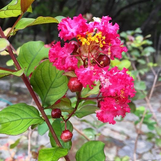 14034716_10208571080667615_6103826865736568714_n