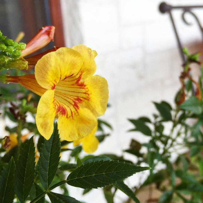 Yellow hummingbird flower