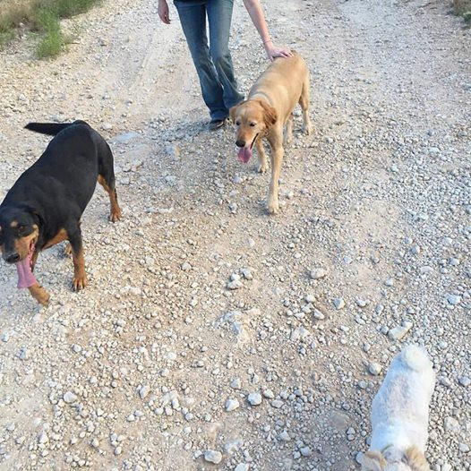 13707526_10208326793160580_1207940464624967800_n