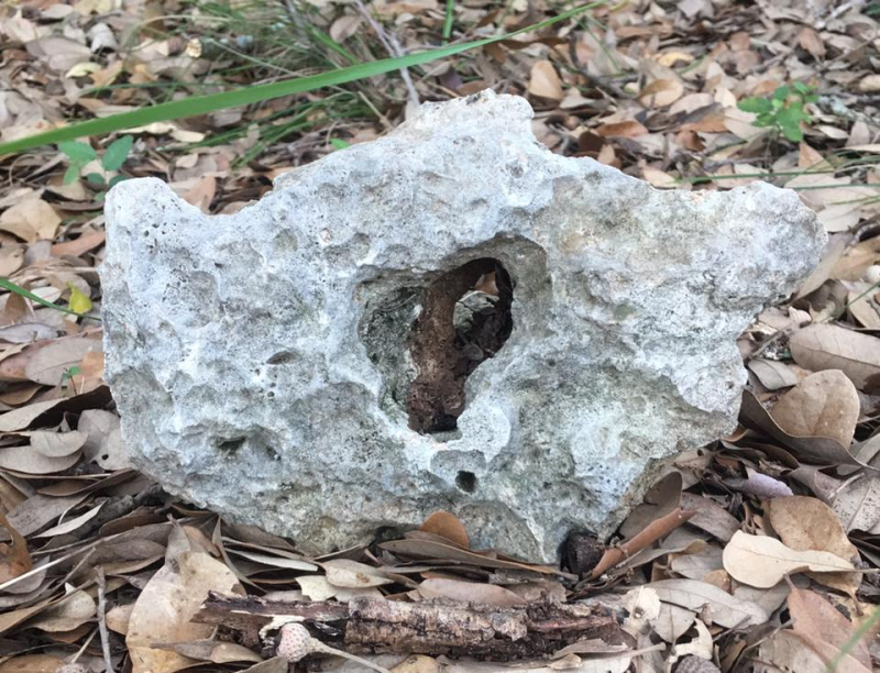 21077340_1613474382057170_8059672086226803948_n