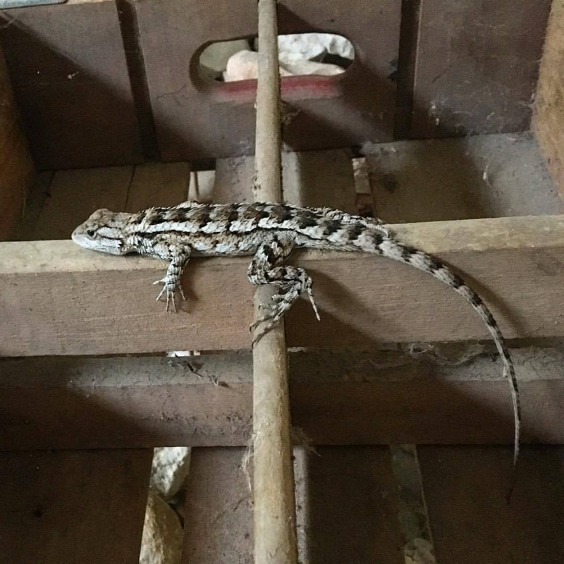 20369478_10211625053535028_1310263624934213380_o