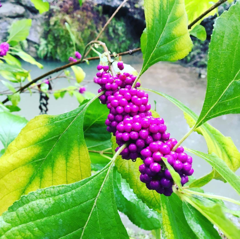 21083102_10211860818268999_7265642570213873049_o