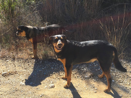 Josei and belle dec 2017