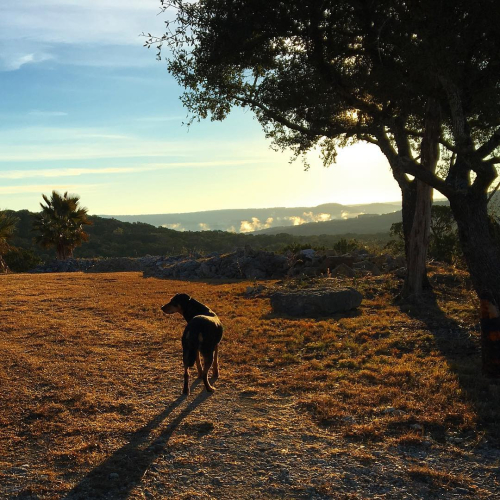 Belle at sunrise Jan 2018