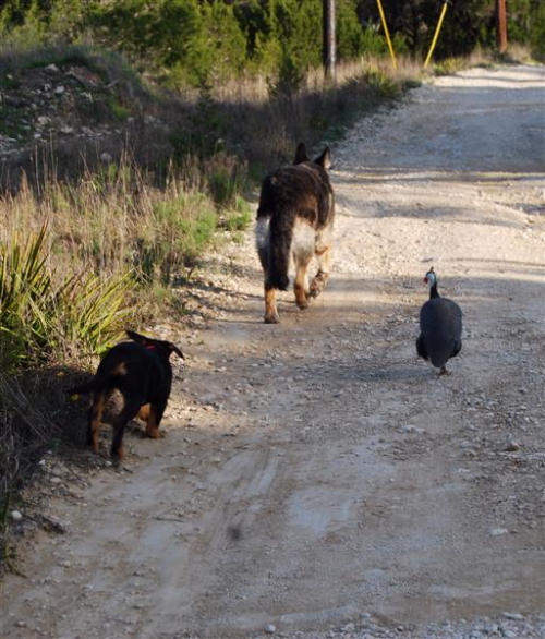 Belle  Max  Frankie walk spring 2010