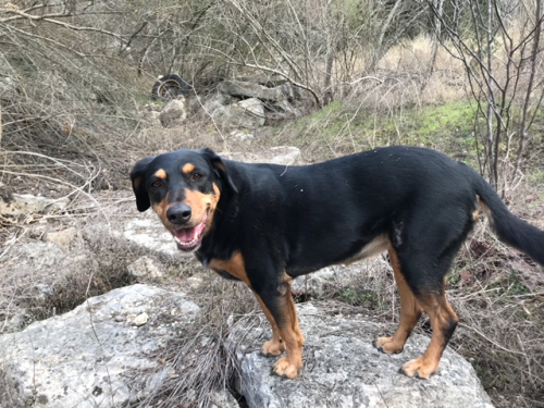 Belle by Daniel Feb 2018 