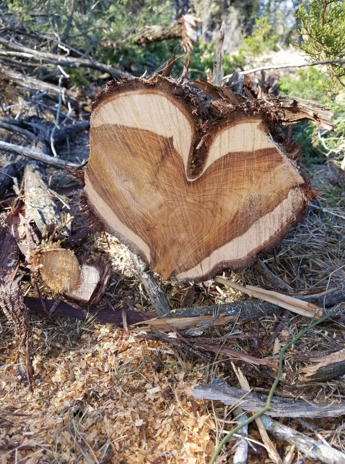 26962266_10211340876339750_6416554453064891900_o