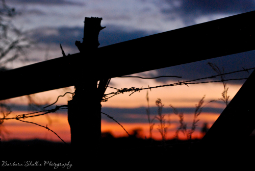 Barbed wire nov 13 2016-0016-2