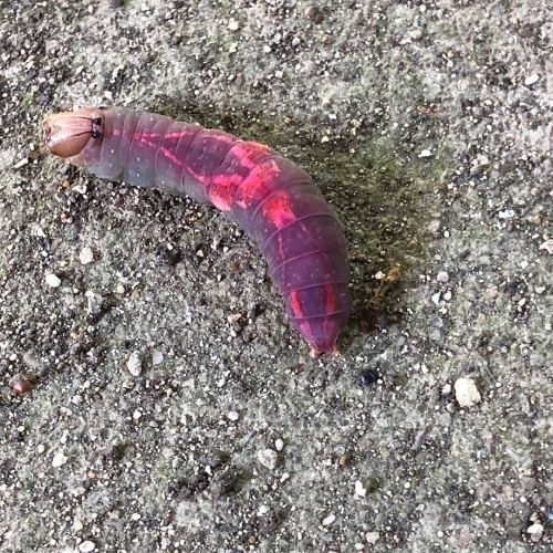 32312925_10213765352521165_3060249225867558912_o