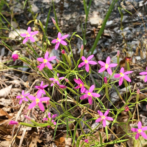 Mountain pinks june 2018