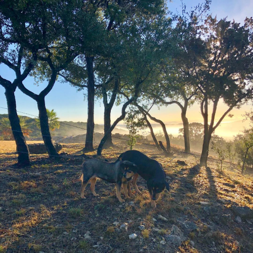 48426375_10215356421136886_6530111544338939904_o