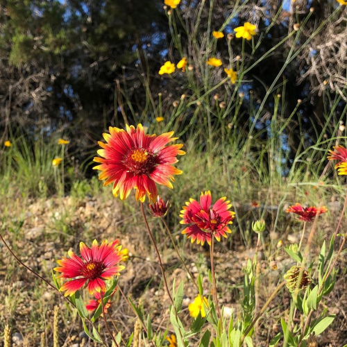 98172958_10219407836019726_6112747629198704640_o