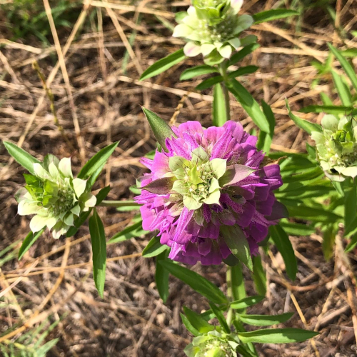 98172958_10219407836019726_6112747629198704640_o