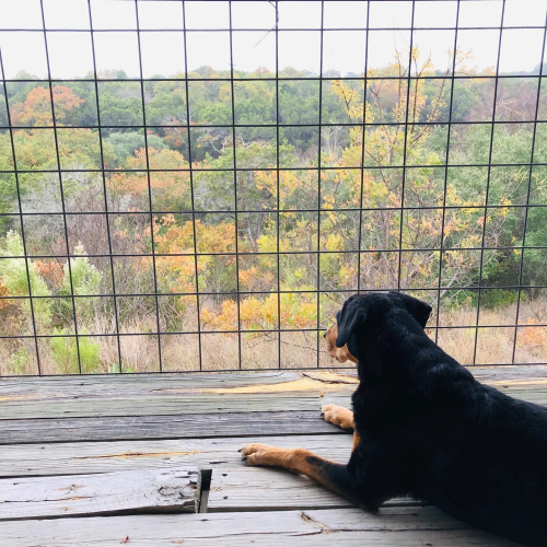 Belle  back porch 2019