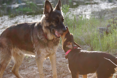 Belle loves Max 2010