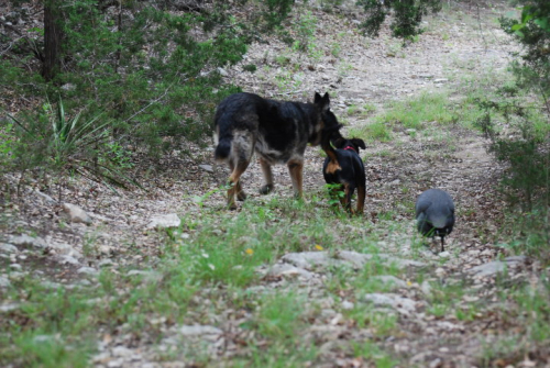 Max  Belle  Frankie 2010